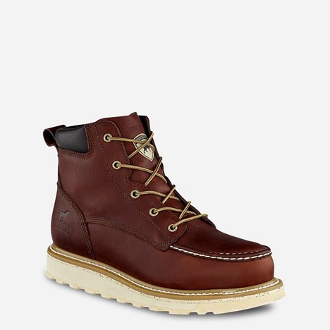 Irish Setter ASHBY 6