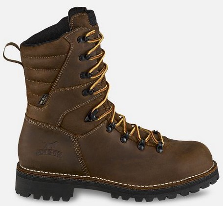 Irish Setter SHOREWOOD 9